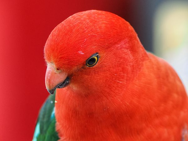 Australische Koningsparkiet bij de Great Ocean Road, Australië